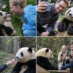 2.Panda