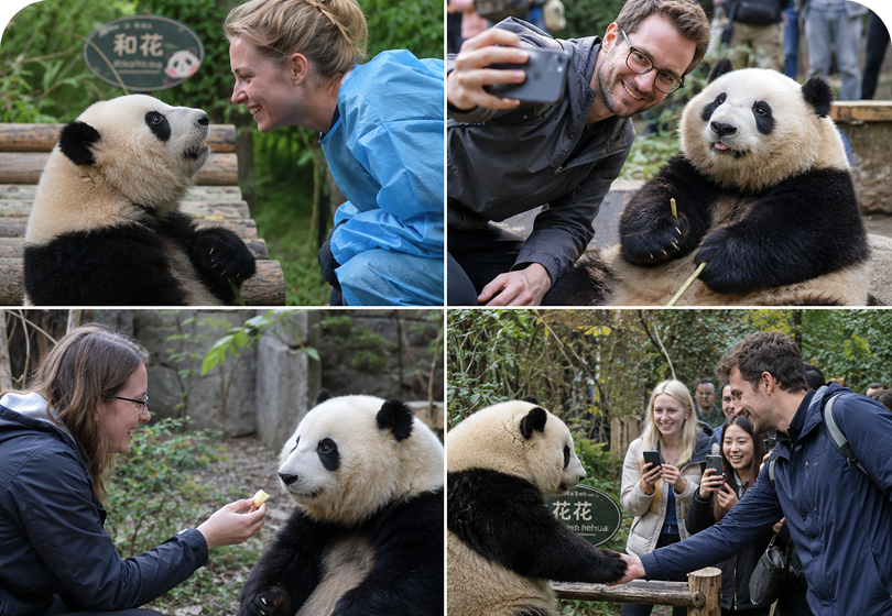 Giant Pandas